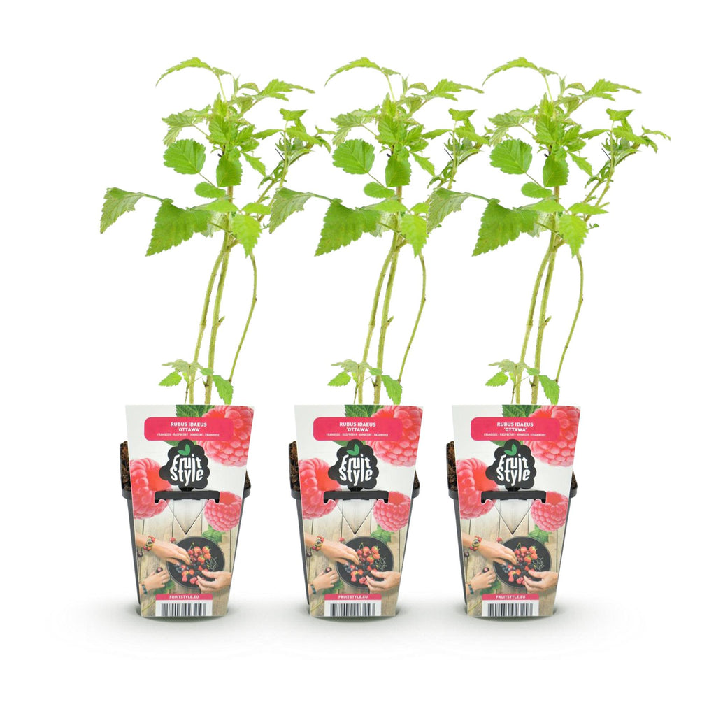 Rubus idaeus 'Ottawa' (Himbeere) – 3 Pflanzen, Ø9 cm, 35 cm hoch