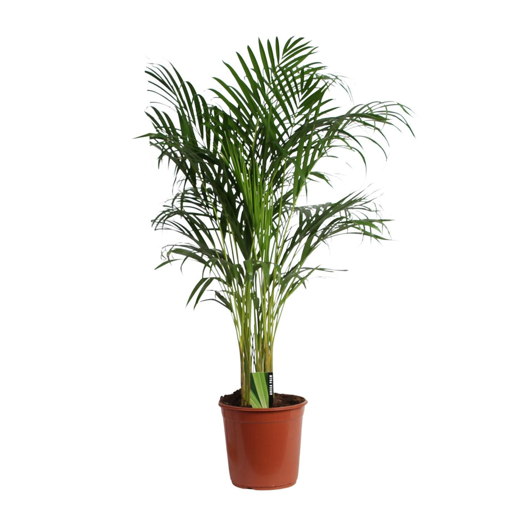 Areca (Dypsis) – Ø 24 cm, 120 cm hoch