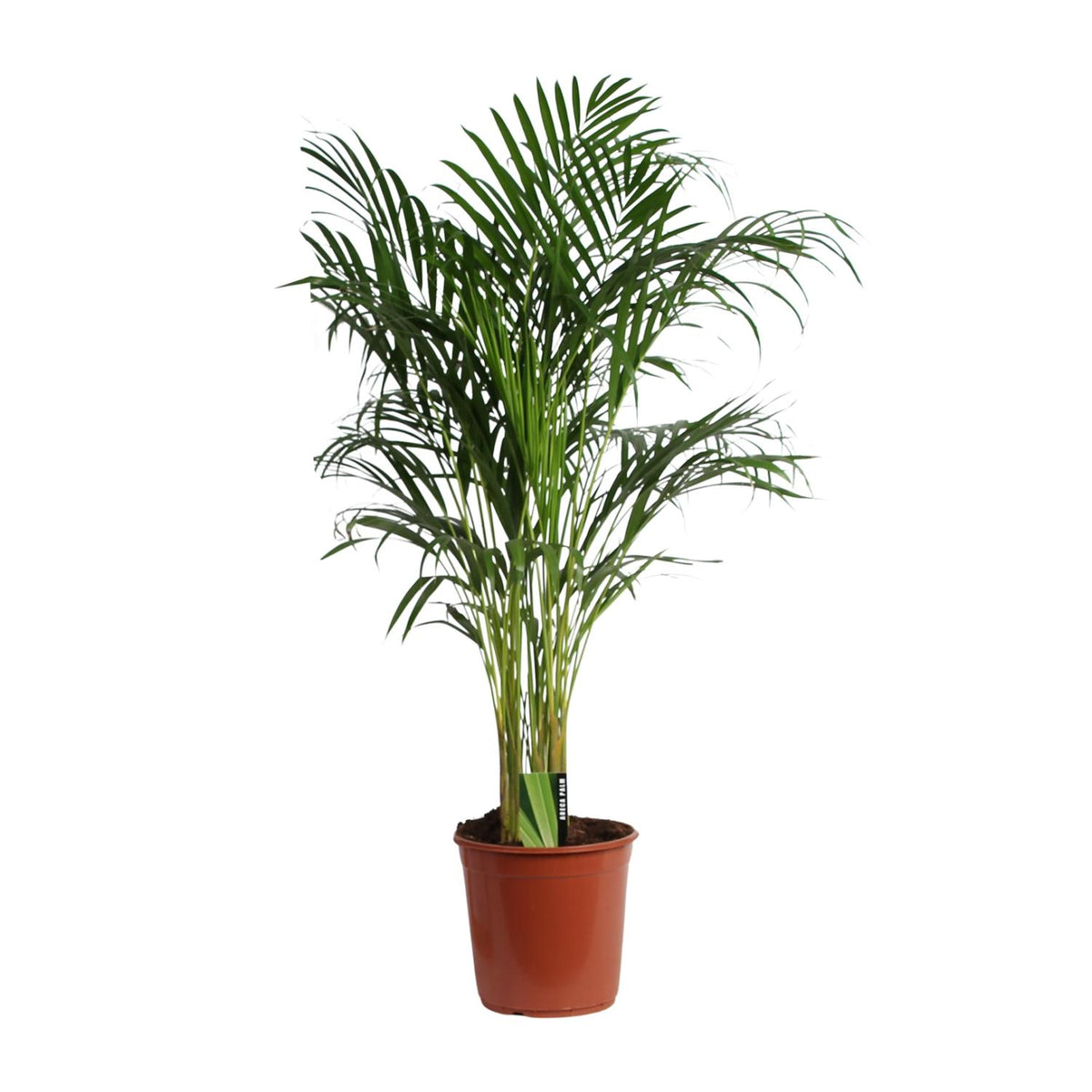 Areca (Dypsis) – Ø 24 cm, 120 cm hoch