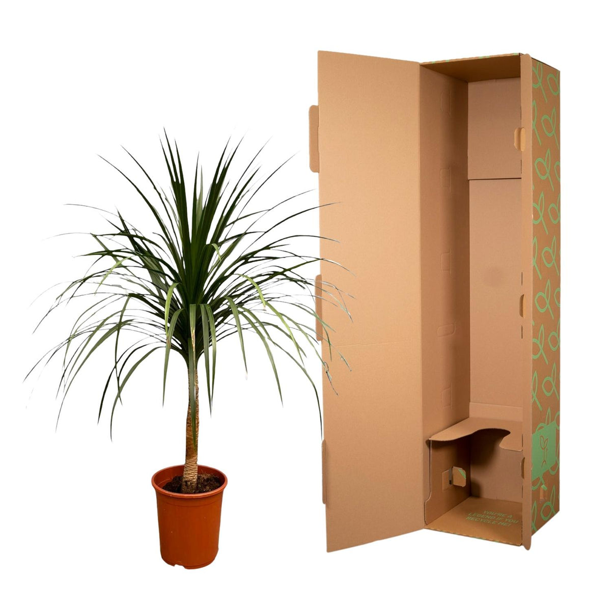 Dracaena Draco (Drachenbaum) – Ø30 cm, 120 cm hoch