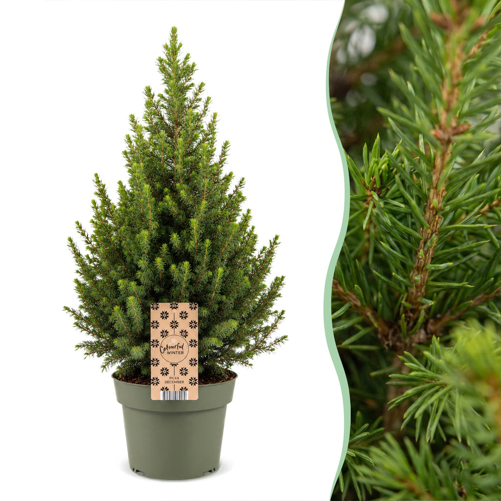 2× Picea glauca Conica (juletræ) – Ø19 cm, 65 cm høj