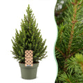 2× Picea glauca Conica (juletræ) – Ø19 cm, 65 cm høj