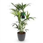Howea forsteriana (Kentia palm) in grey decorative pot – Ø19 cm, 80–85 cm high