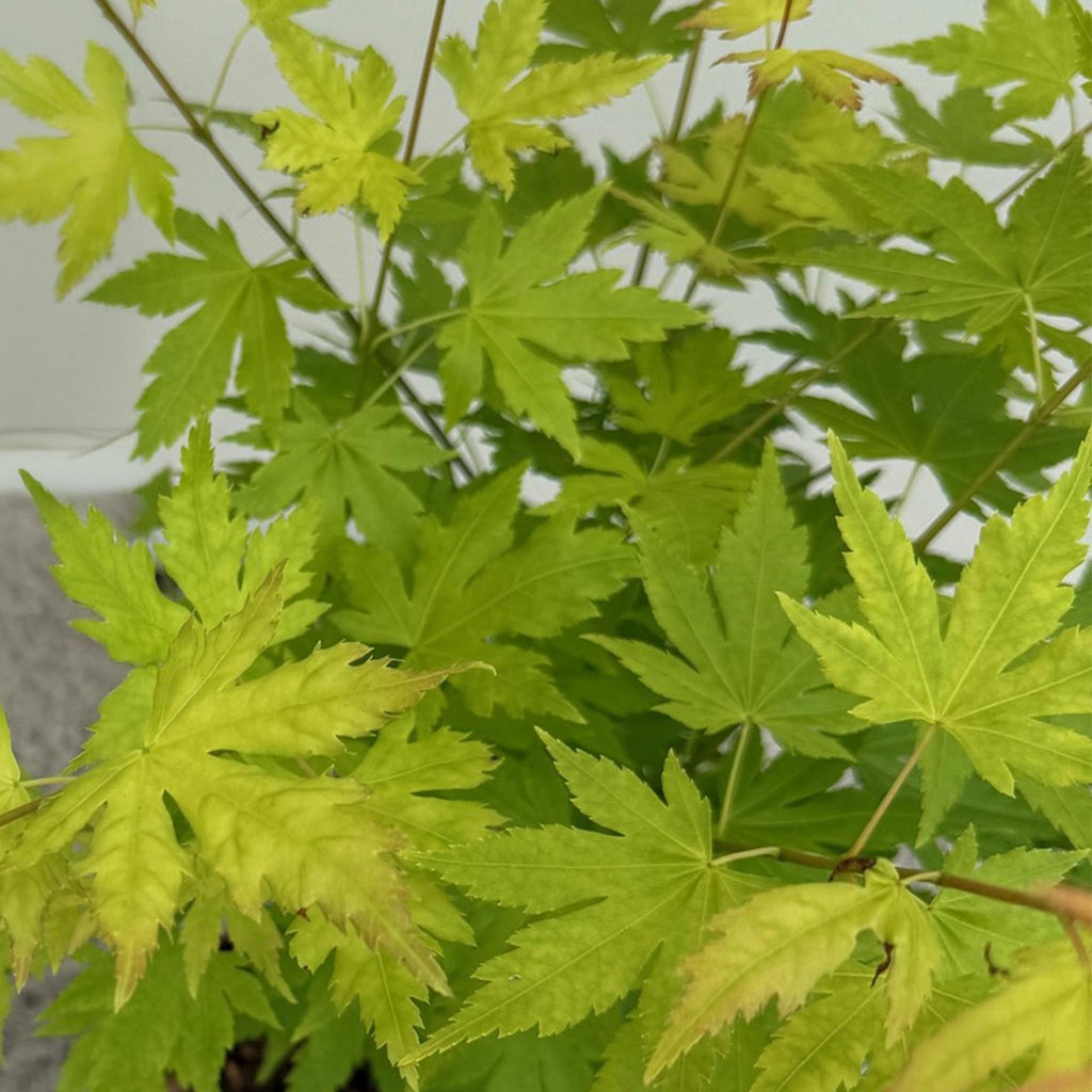 Acer palmatum 'Orange Dream' (érable du Japon) – orange – Ø12 cm, 35 cm de haut – photo 4