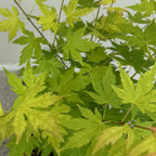 Acer palmatum 'Orange Dream' (érable du Japon) – orange – Ø12 cm, 35 cm de haut