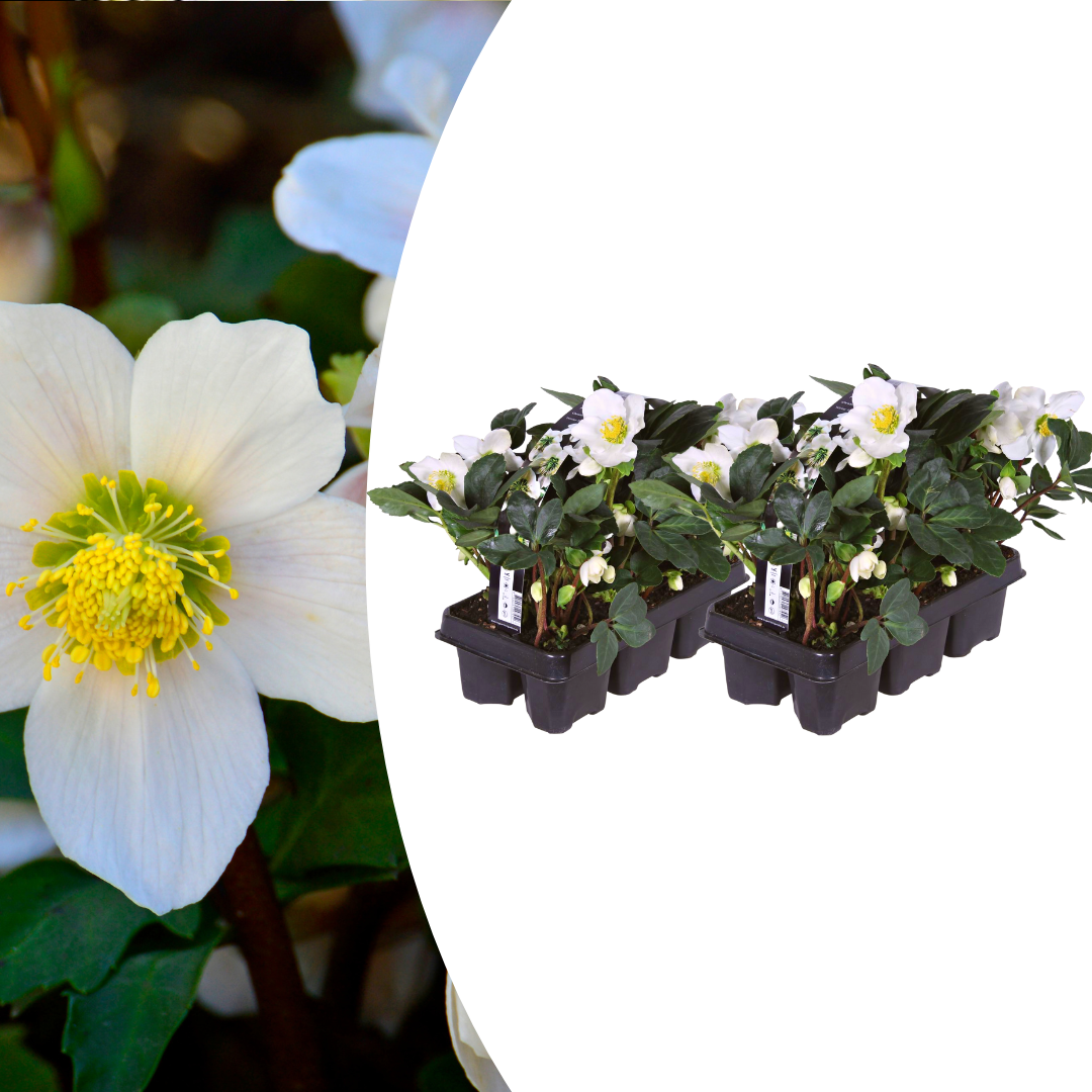 Helleborus niger 'Christmas Carol' (kerstroos) – 12 planten, 15 cm hoog