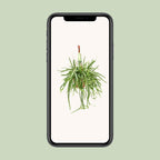 Lepismium Bolivianum (Cactaceae) – Ø17 cm, 55 cm høj
