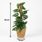 Masque de singe (Monstera) avec panier – Ø19 cm, 90 cm de haut
