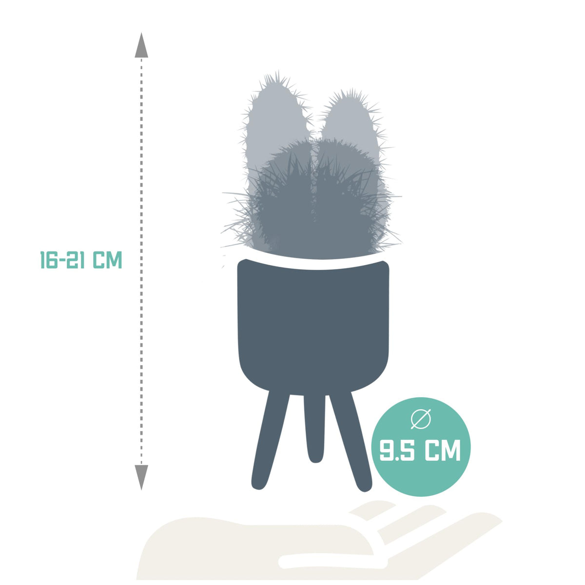 Cactus mix (Cactaceae) – Ø9 cm, 18 cm hoog – foto 2