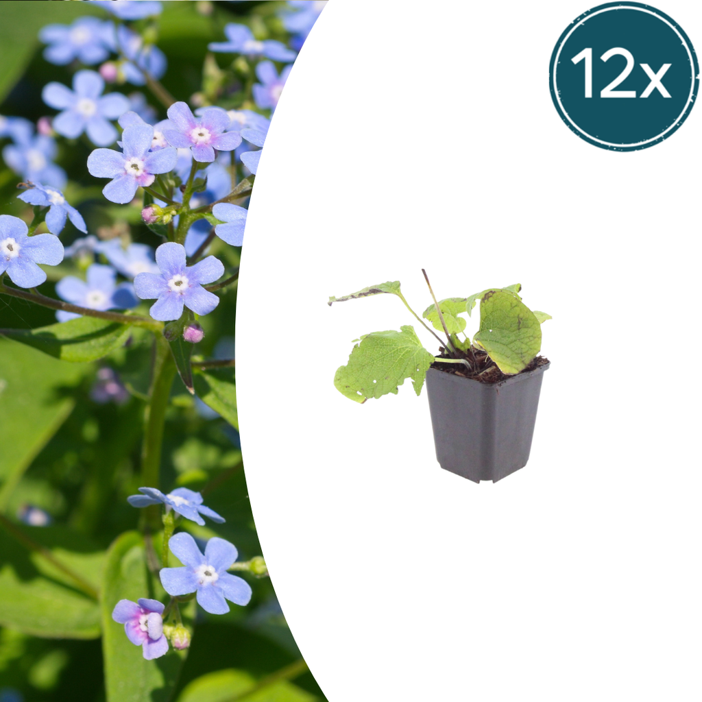 Brunnera macrophylla (Caucasian forget-me-not) – 12 plants, Ø9 cm, 10–25 cm high