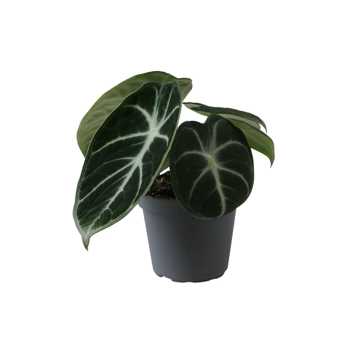 Alocasia Ninja (oreille d'éléphant) – Ø6 cm, 10 cm de haut
