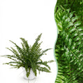 Nephrolepis exaltata Green Lady (sværdbregne) i hvid Potter-pottedødskasse – Ø12 cm, 25 cm høj