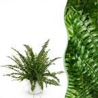 Nephrolepis exaltata Green Lady (sværdbregne) i hvid Potter-pottedødskasse – Ø12 cm, 25 cm høj