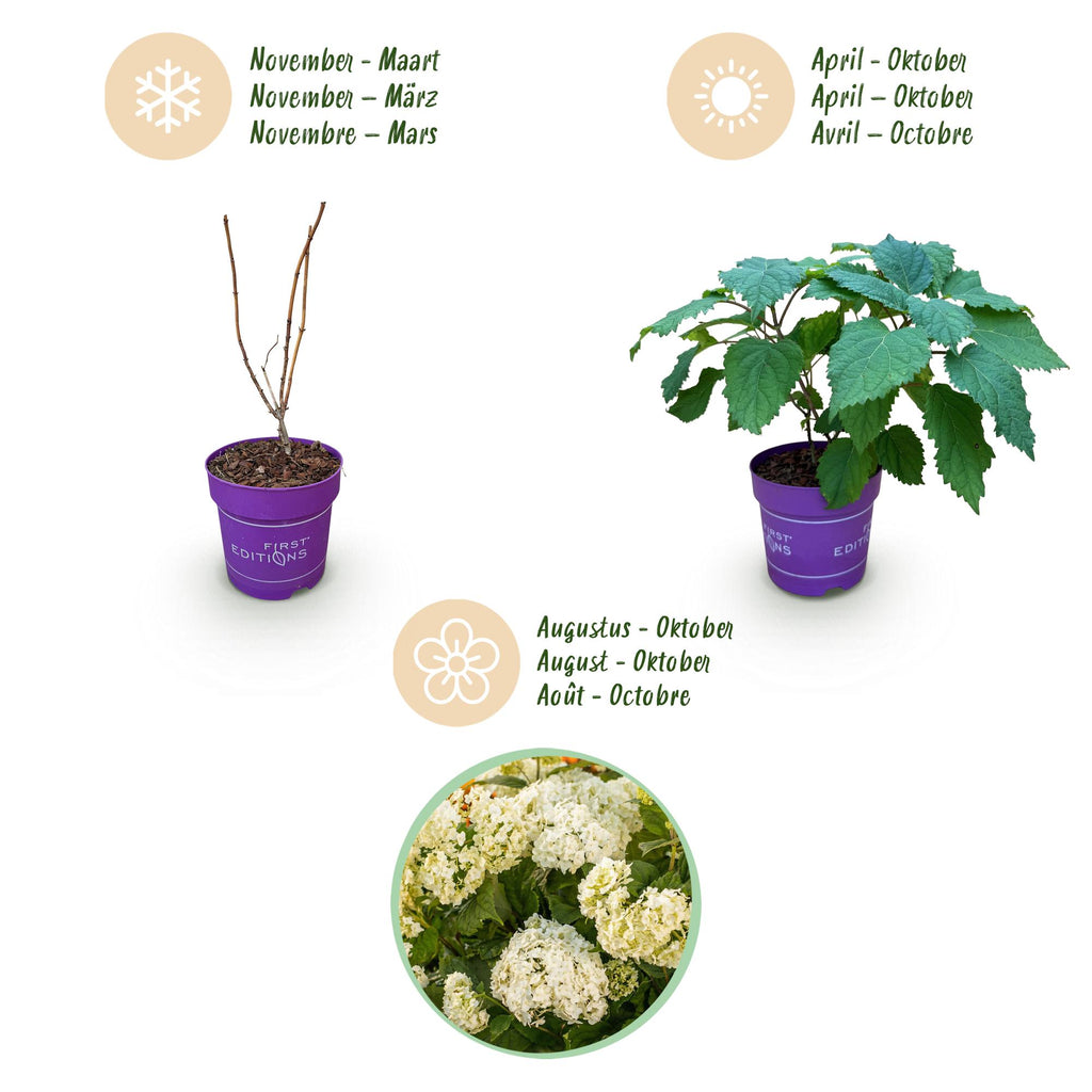 Hydrangea arborescens 'FlowerWOW' (Rispenhortensie) – weiß – Ø 14 cm, 20–30 cm hoch – Bild 4