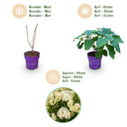 Hydrangea arborescens 'FlowerWOW' (Rispenhortensie) – weiß – Ø 14 cm, 20–30 cm hoch