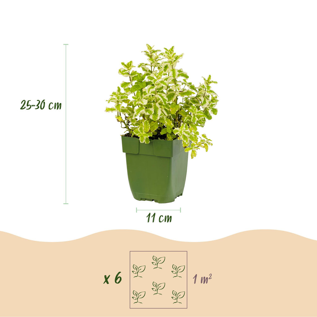 Borderpakket theekruiden – 6 planten, Ø11 cm, 15–25 cm hoog – foto 3