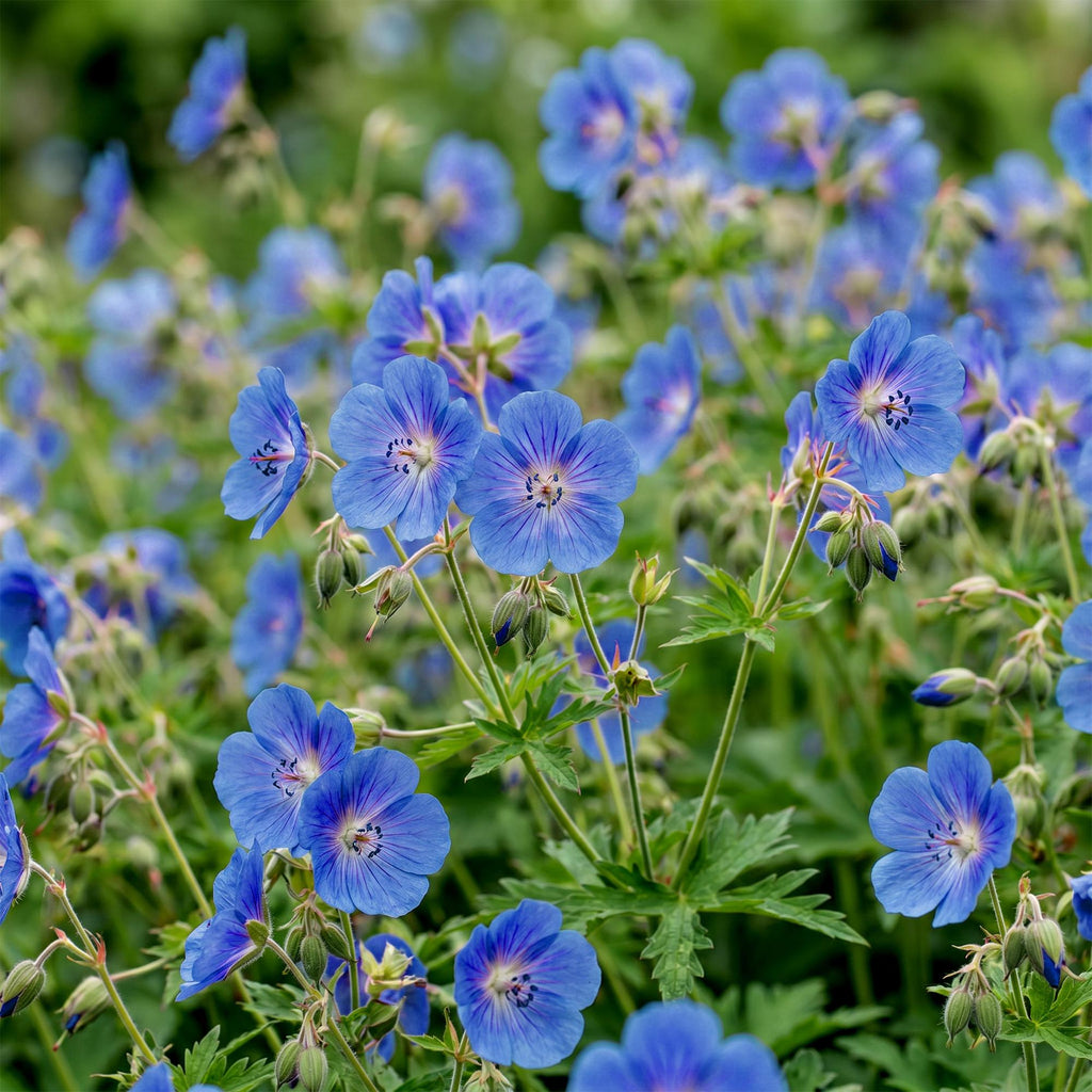 Geranium 'Johnson’s Blue' (Storchschnabel) – blau – 24 Pflanzen, Ø11 cm, 15–25 cm hoch – Bild 5