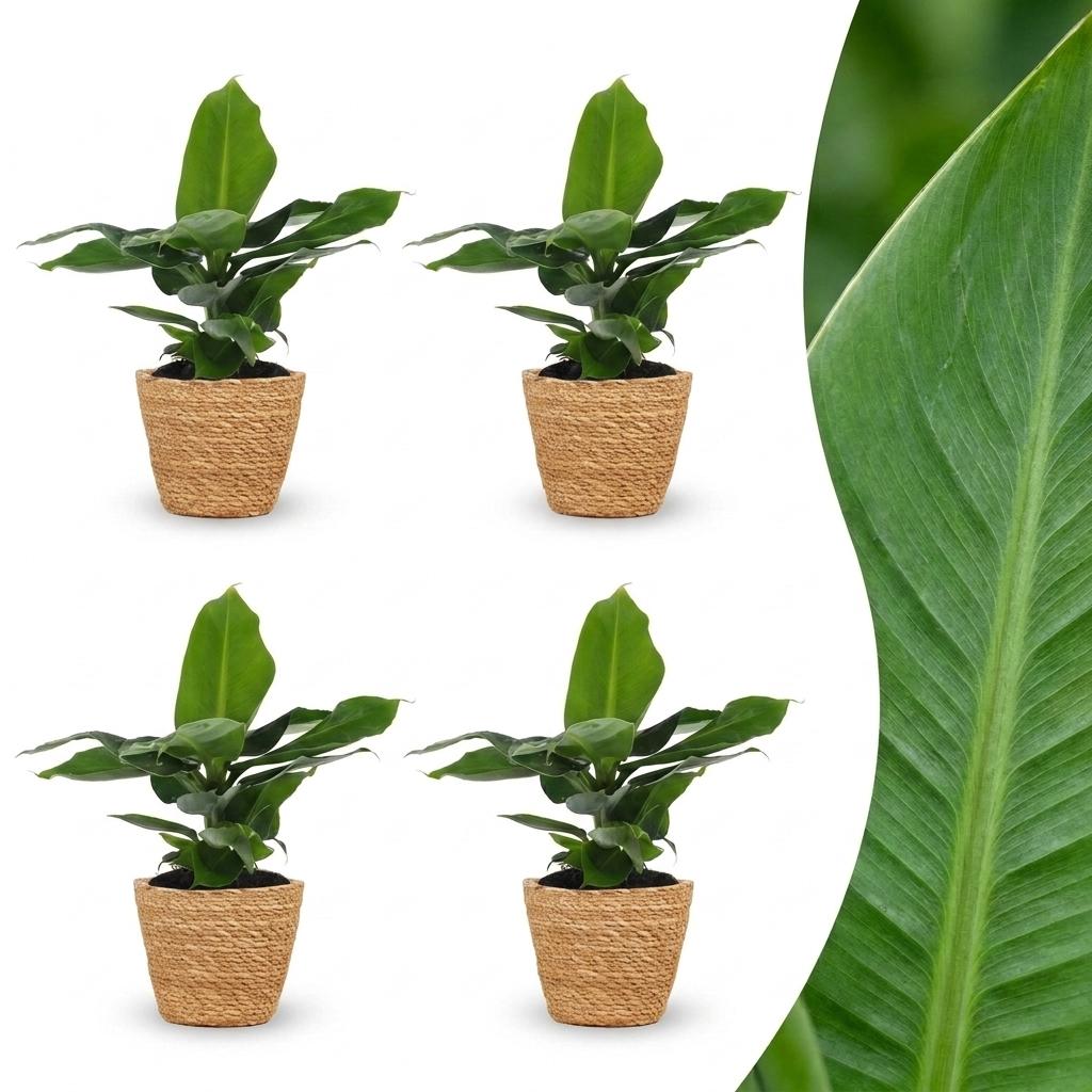 4× Musa Oriental Dwarf (bananenplant) met zeegras mand – Ø12 cm, 30 cm hoog