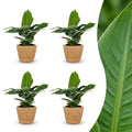 4× Musa Oriental Dwarf (bananenplant) met zeegras mand – Ø12 cm, 30 cm hoog