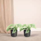 2× Scindapsus pictus Trebie (Epipremnum) – Ø12 cm, 15 cm hoog