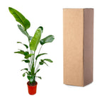 Strelitzia nicolai (weiße Paradiesvogelblume) – Ø25 cm, 200 cm hoch