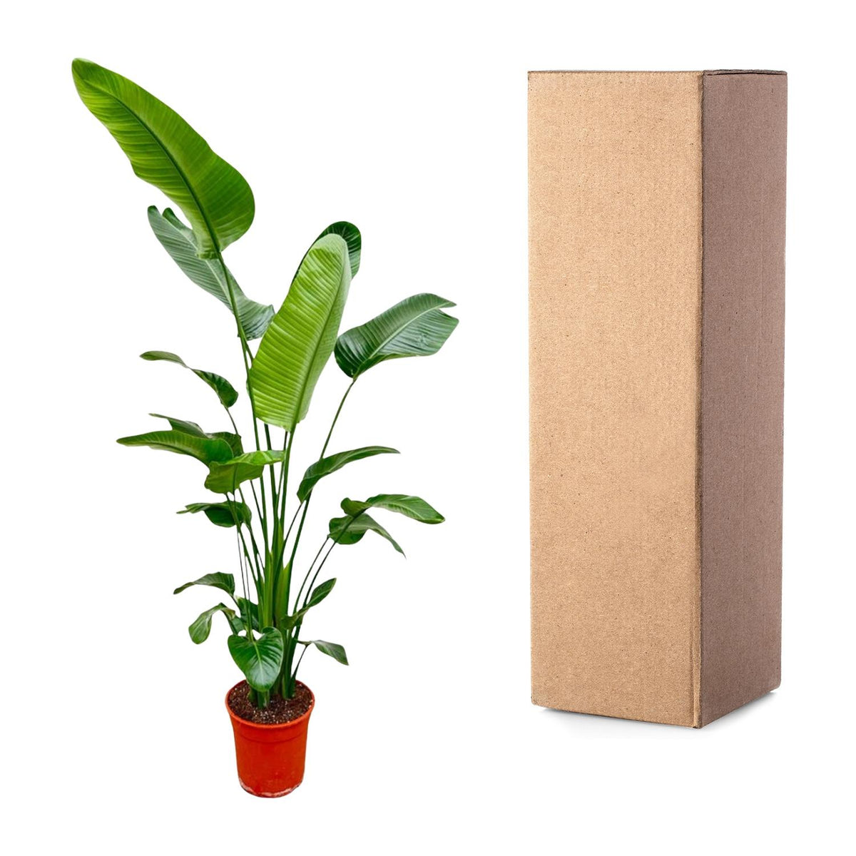 Strelitzia nicolai (weiße Paradiesvogelblume) – Ø25 cm, 200 cm hoch – Bild 3
