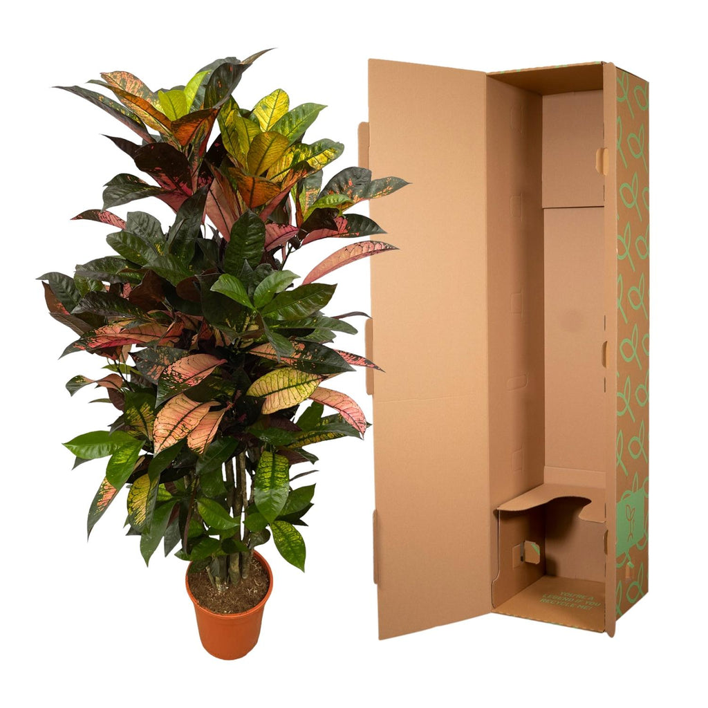 Kroton (Codiaeum) – Ø24 cm, 100 cm hög – bild 3