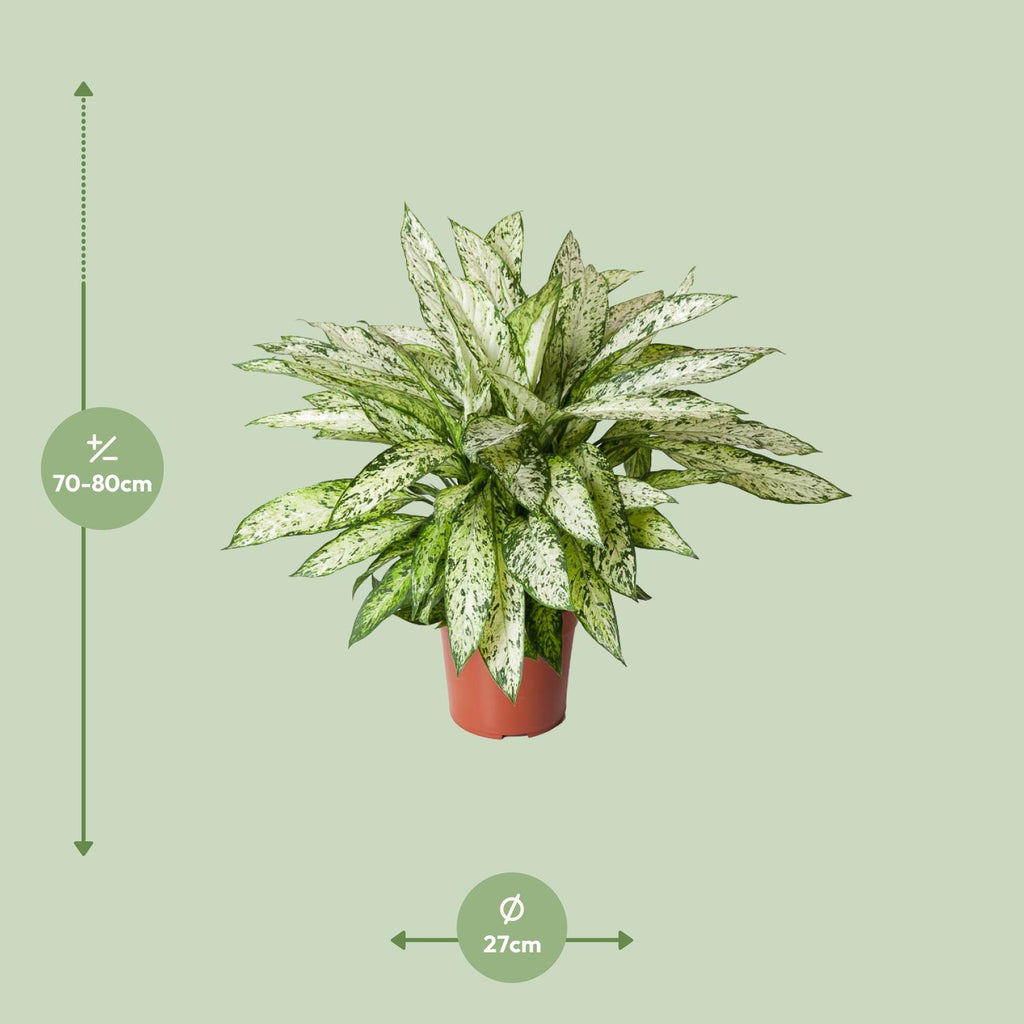 Dieffenbachia Vesuvius – Ø 27 cm, 80 cm hoch