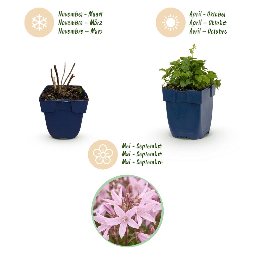 Campanula poscharskyana 'Lisduggan Variety' (peach blossom bellflower) – white – 3 plants, Ø11 cm, 15–25 cm tall – photo 4