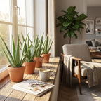 4× Aloë Vera (aloe) – Ø11 cm, 35–40 cm hoog