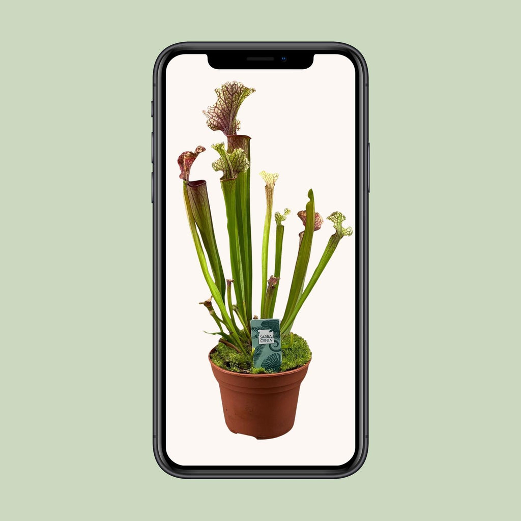 Sarracenia Judith Hindle (plante-trompette) – Ø12 cm, 30 cm de haut – photo 4