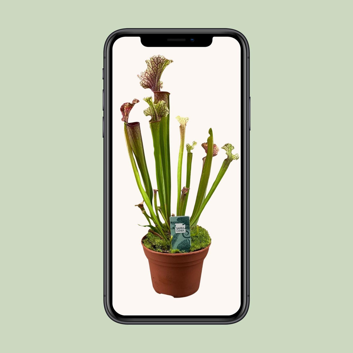 Sarracenia Judith Hindle (Trompetenbecherpflanze) – Ø 12 cm, 30 cm hoch – Bild 4