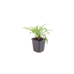 Campanula pers. 'Coerulea' (klokjesbloem) – 6 planten, Ø9 cm, 10–25 cm hoog