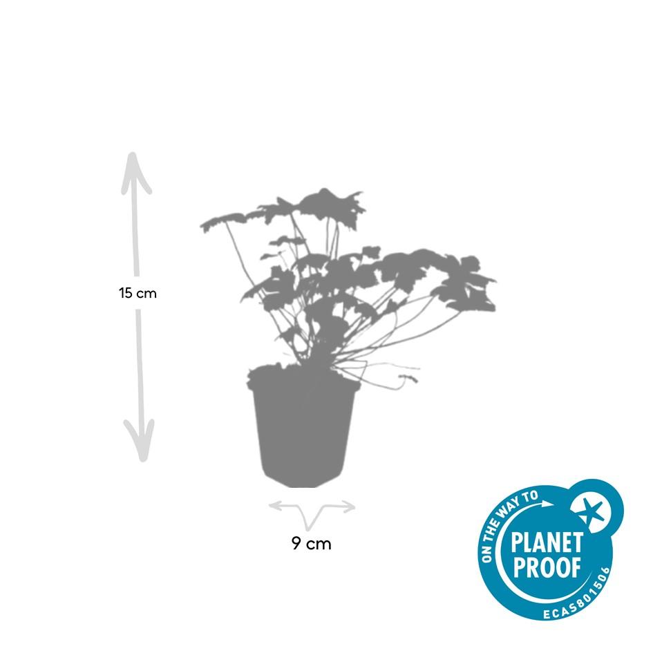 Geranium 'Tiny Monster' (cranesbill) – 60 plants, Ø9 cm, 10–25 cm high – photo 5