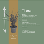 Miscanthus sinensis 'Zebrinus' (prachtriet) – 3 planten, Ø12 cm