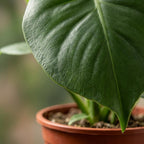 2× Monstera deliciosa (gatenplant) in Potter-sierpot wit – Ø12 cm, 30 cm hoog