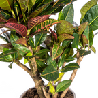 Codiaeum 'Croton' Petra met mand – Ø21 cm, 60–80 cm hoog