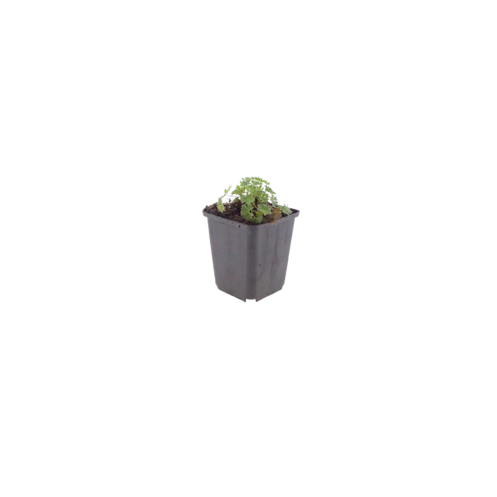 Géranium cin. 'Ballerina' (géranium vivace) – 48 plants, Ø9 cm, 10–25 cm de haut – photo 2