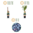 Lonicera caerulea 'Kamchatika' (honeyberry) – 2 plants, Ø15 cm, 50 cm high