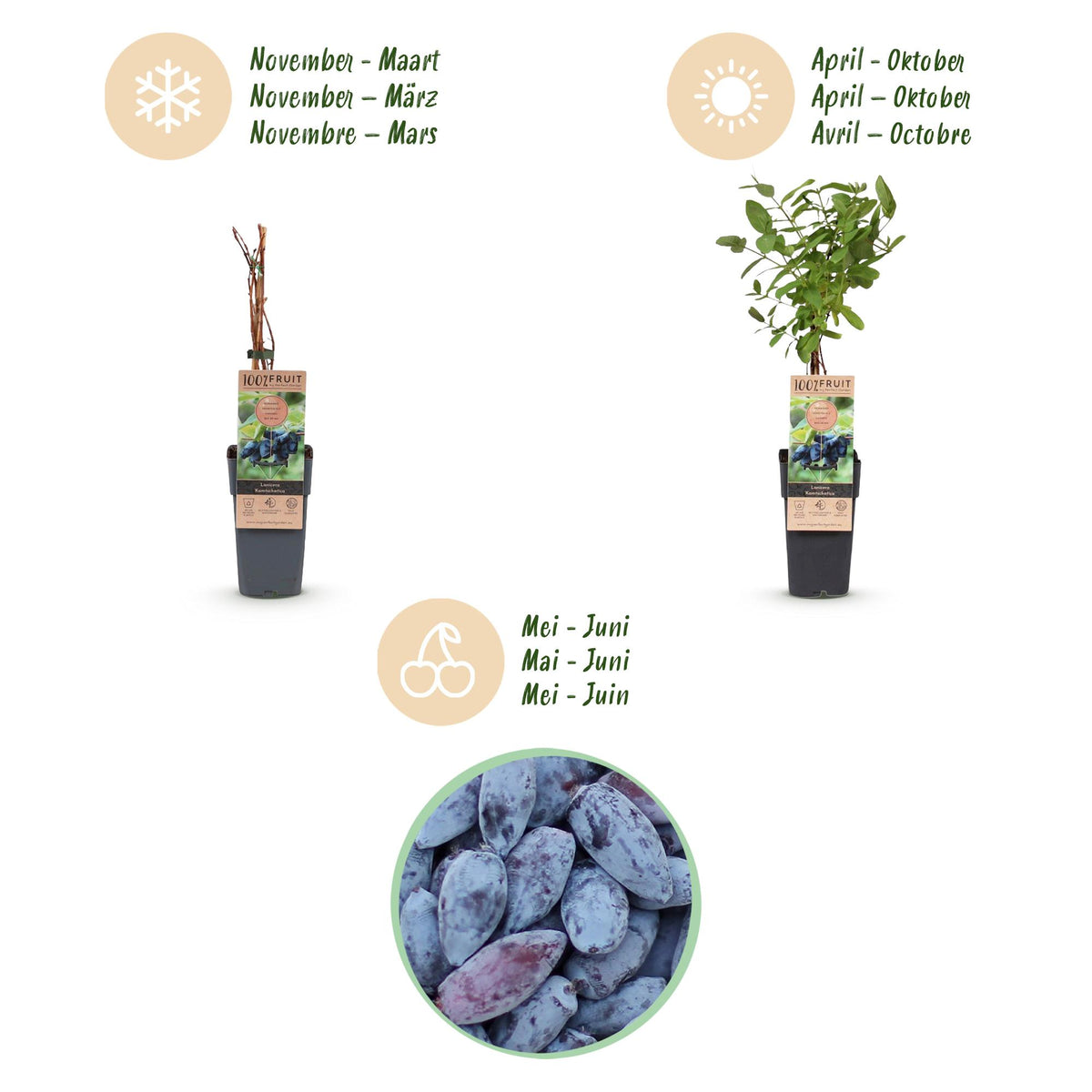 Lonicera caerulea 'Kamchatika' (honingbes) – 2 planten, Ø15 cm, 50 cm hoog