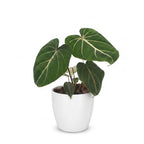 Philodendron gloriosum in white decorative pot – Ø12 cm, 25 cm high