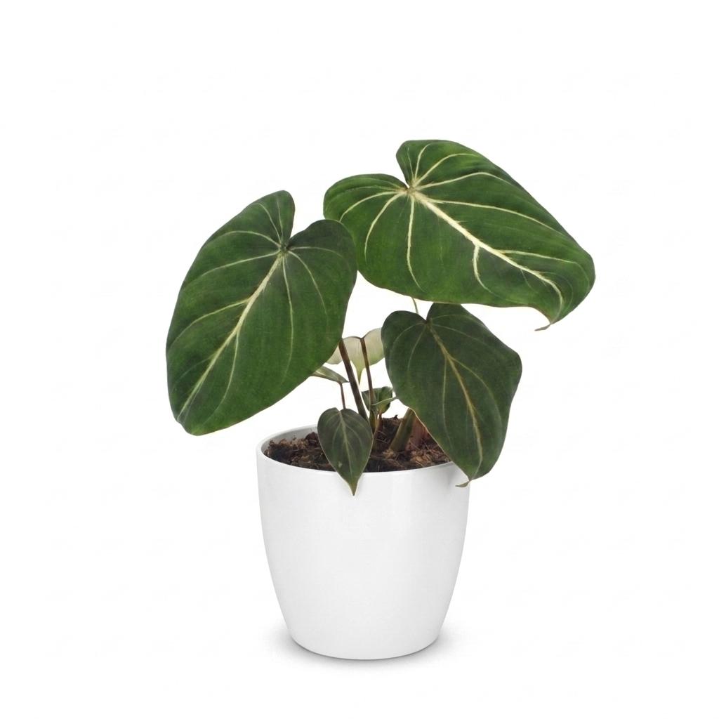 Philodendron gloriosum dans pot décoratif blanc – Ø12 cm, 25 cm de haut – photo 2