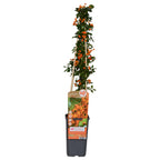 Pyracantha 'Soleil DOr' (Feuerdorn) – Ø15 cm, 65 cm hoch