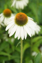 Echinacea p. 'White Swan' (coneflower) – 12 plants, Ø9 cm, 10–25 cm high