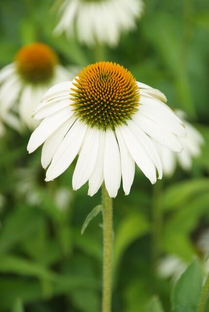 Echinacea p. 'White Swan' (coneflower) – 12 plants, Ø9 cm, 10–25 cm high