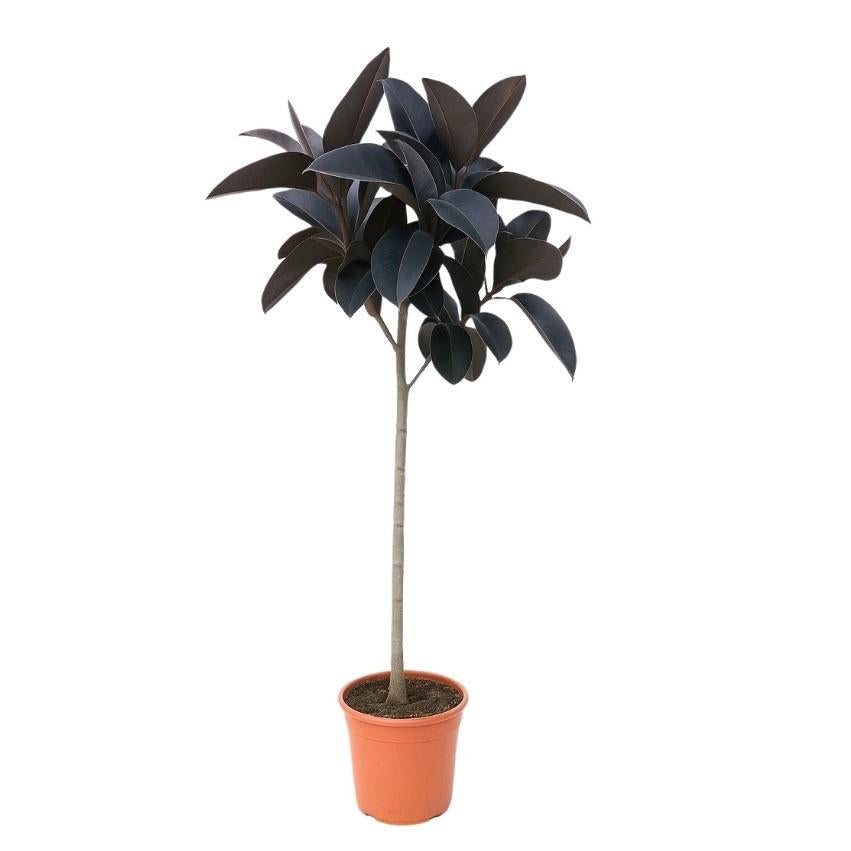 Ficus elastica Abidjan stam (rubberplant) – Ø24 cm, 130 cm hoog