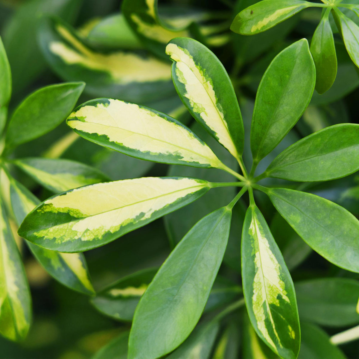 Schefflera Gold Capelle (vingersboom) – Ø21 cm, 70–81 cm hoog