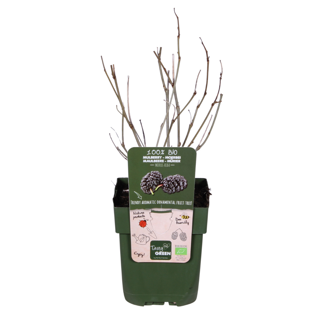 Morus nigra 'Mulle' (moerbeiboom) – Ø13 cm, 45 cm hoog