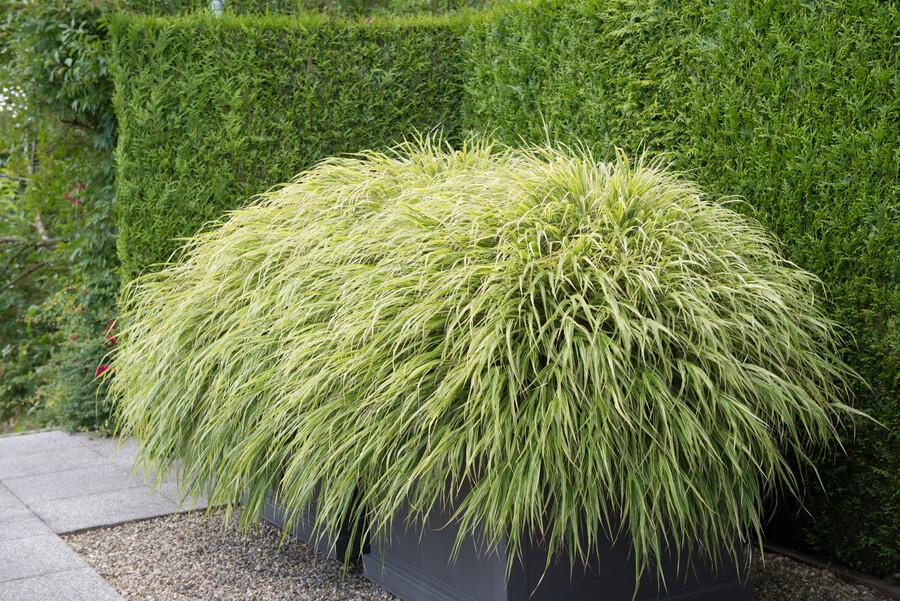 Hakonechloa macra (Japans siergras) – 60 planten, Ø9 cm, 10–25 cm hoog