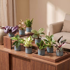 9× overraskelsesæske med stueplanter inkl. Linnea Misty Blue – Ø6 cm, 5–15 cm høj